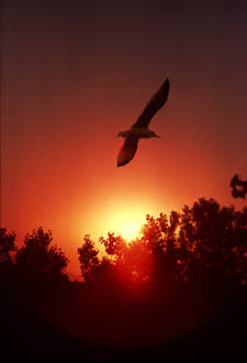 Photo Gallery sample