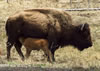 BisonBaby.1730