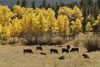 FallCows0998