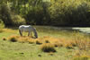 Scenic0878