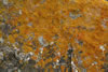 Scenic0985